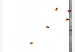 桌面瓢虫爬(Ladybug on Desktop) 绿色版