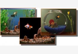 Goldfish Aquarium 汉化绿色版