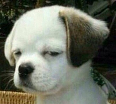 笑死人的情感说说-笑死人的说说加图片：老师说我是搅屎棍，那么我同学是什么？