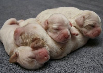 笑死人的情感说说-笑死人的说说加图片：老师说我是搅屎棍，那么我同学是什么？